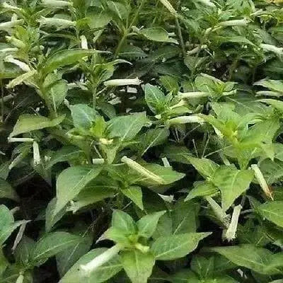 Cigar Plant (MIXED) PERENNIAL FLOWERS SEED - Caribbean garden seed