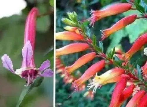 Cigar Plant (MIXED) PERENNIAL FLOWERS SEED - Caribbean garden seed