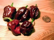 Chocolate Habanero Pepper Seed, Capsicum chinense, - Caribbean garden seed
