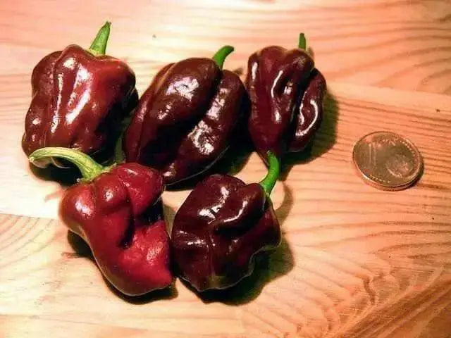 Chocolate Habanero Pepper Seed, Capsicum chinense, - Caribbean garden seed