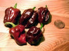 Chocolate Habanero Pepper Seed, Capsicum chinense, - Caribbean garden seed