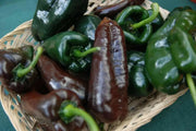 CHOCOLATE POBLANO Pepper Seeds -(Capsicum annuum) , - Caribbean garden seed