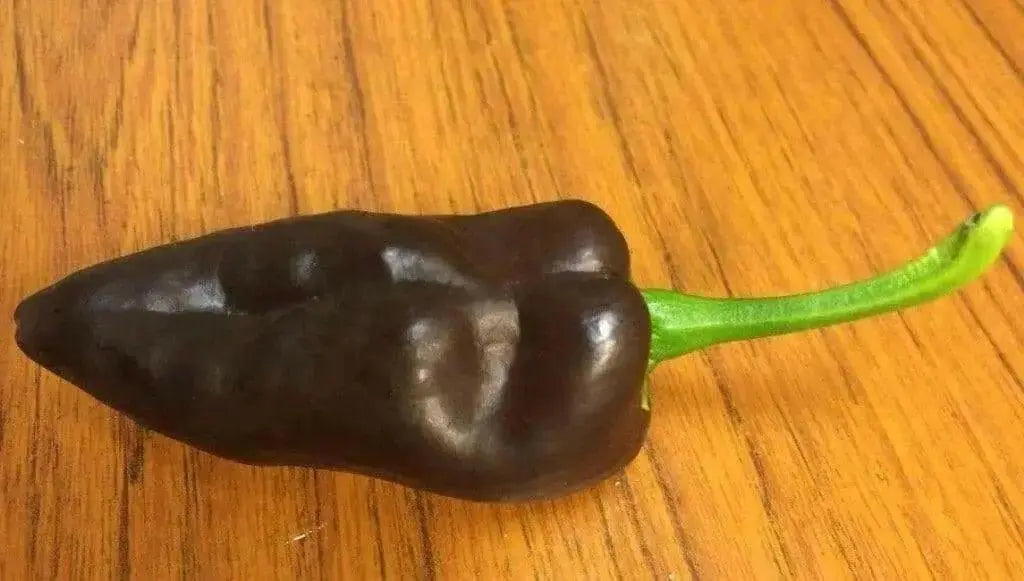 CHOCOLATE POBLANO Pepper Seeds -(Capsicum annuum) , - Caribbean garden seed