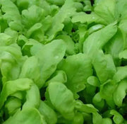 Chrysanthemum Greens, Garland Round -Asian Vegetable,~ Bi-annual - Caribbean garden seed