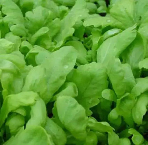 Chrysanthemum Greens, Garland Round -Asian Vegetable,~ Bi-annual - Caribbean garden seed