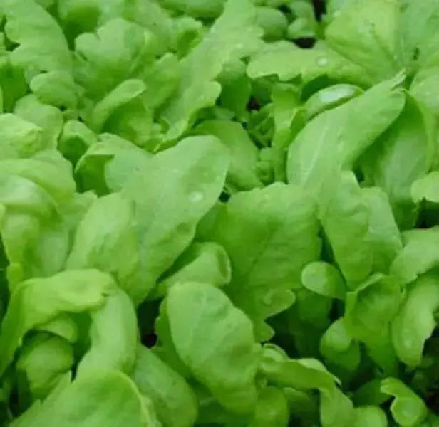 Chrysanthemum Greens, Garland Round -Asian Vegetable,~ Bi-annual - Caribbean garden seed