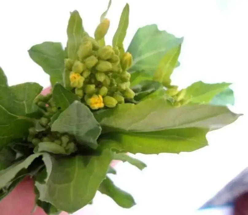 Chrysanthemum Greens, Garland Round -Asian Vegetable,~ Bi-annual - Caribbean garden seed