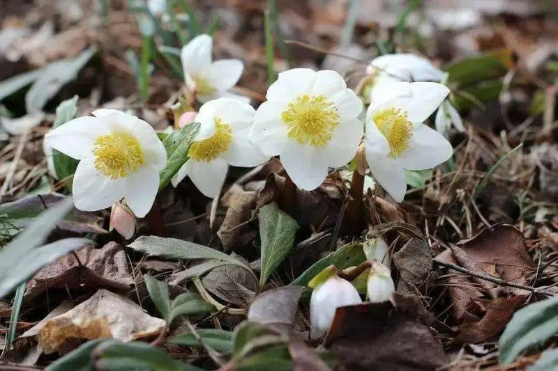 Christmas Rose Flowers Seed  Helleborus lantern rose - Caribbean garden seed