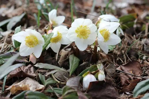 Christmas Rose Flowers Seed  Helleborus lantern rose - Caribbean garden seed