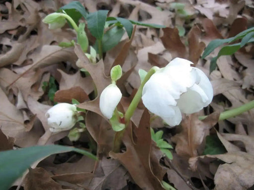 Christmas Rose Flowers Seed  Helleborus lantern rose - Caribbean garden seed