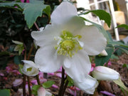 Christmas Rose Flowers Seed  Helleborus lantern rose - Caribbean garden seed