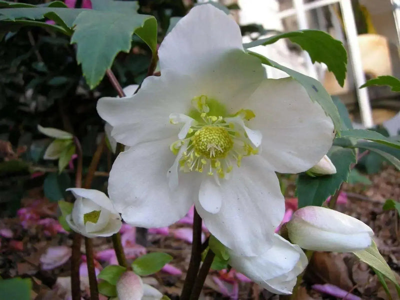 Christmas Rose Flowers Seed  Helleborus lantern rose - Caribbean garden seed