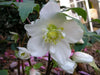 Christmas Rose Flowers Seed  Helleborus lantern rose - Caribbean garden seed