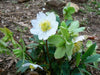 Christmas Rose Flowers Seed  Helleborus lantern rose - Caribbean garden seed