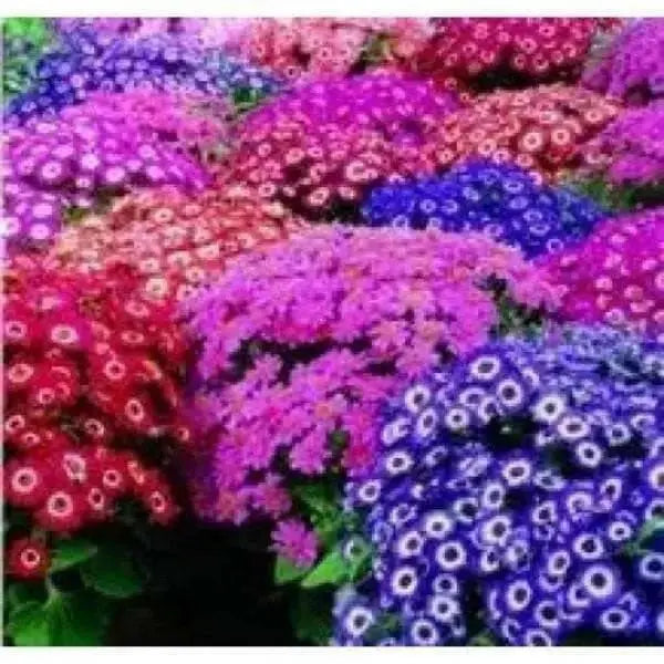 Cineraria Seeds - ANNUAL FLOWERS - Caribbean garden seed