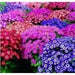 Cineraria Seeds - ANNUAL FLOWERS - Caribbean garden seed