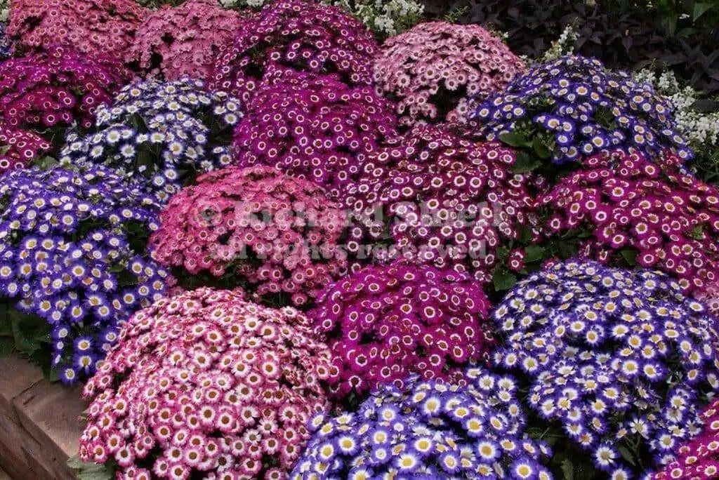 Cineraria Seeds - ANNUAL FLOWERS - Caribbean garden seed