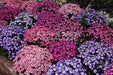 Cineraria Seeds - ANNUAL FLOWERS - Caribbean garden seed