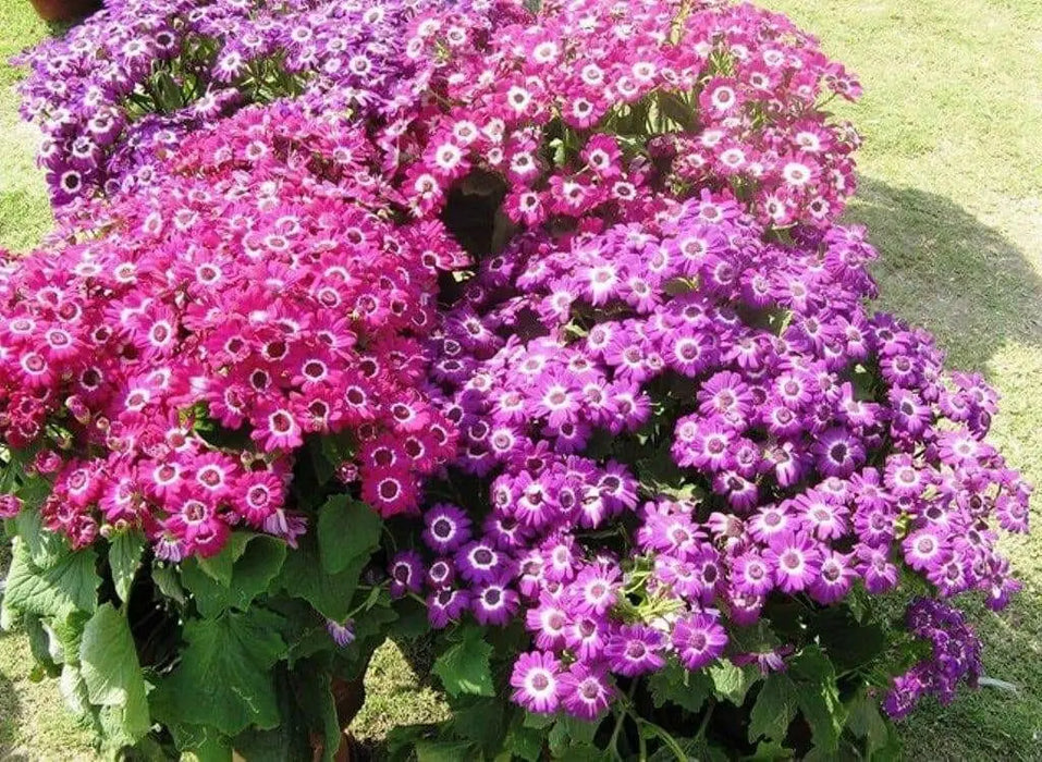 Cineraria Seeds - ANNUAL FLOWERS - Caribbean garden seed