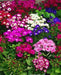 Cineraria Seeds - ANNUAL FLOWERS - Caribbean garden seed