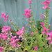 CLARY SAGE ,HERB SEEDS,PINK SUNDAE - Caribbean garden seed