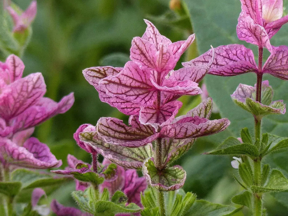 CLARY SAGE ,HERB SEEDS,PINK SUNDAE - Caribbean garden seed