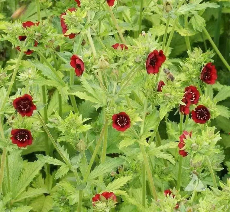 Cinquefoil, Scarlet SEEDS (Potentilla thurberi) PERENNIAL FLOWERS - Caribbean garden seed
