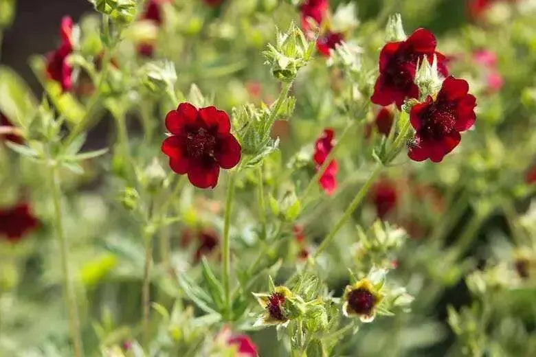 Cinquefoil, Scarlet SEEDS (Potentilla thurberi) PERENNIAL FLOWERS - Caribbean garden seed