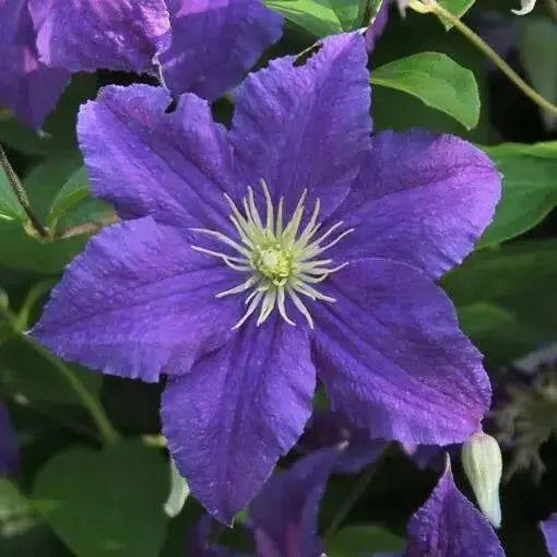 Clematis  HF YOUNG , 2.5' POT Live Plant Vine, Perennial, - Caribbean garden seed