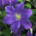 Clematis  HF YOUNG , 2.5' POT Live Plant Vine, Perennial, - Caribbean garden seed