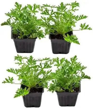 Citronella  (LIVE STARTER PLANT) Mosquito Plant - Caribbean garden seed