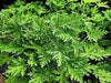 Citronella  (LIVE STARTER PLANT) Mosquito Plant - Caribbean garden seed