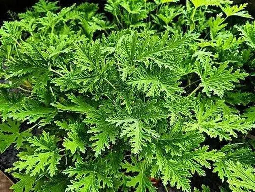 Citronella  (LIVE STARTER PLANT) Mosquito Plant - Caribbean garden seed