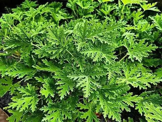 Citronella  (LIVE STARTER PLANT) Mosquito Plant - Caribbean garden seed