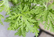 Citronella  (LIVE STARTER PLANT) Mosquito Plant - Caribbean garden seed