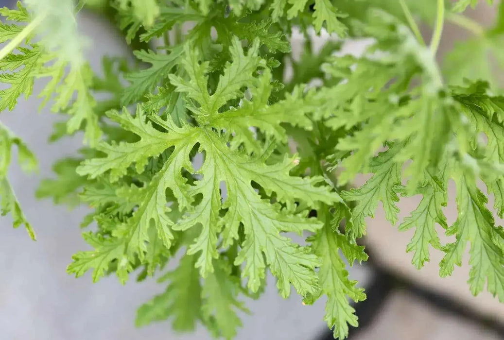 Citronella  (LIVE STARTER PLANT) Mosquito Plant - Caribbean garden seed