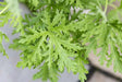 Citronella  (LIVE STARTER PLANT) Mosquito Plant - Caribbean garden seed