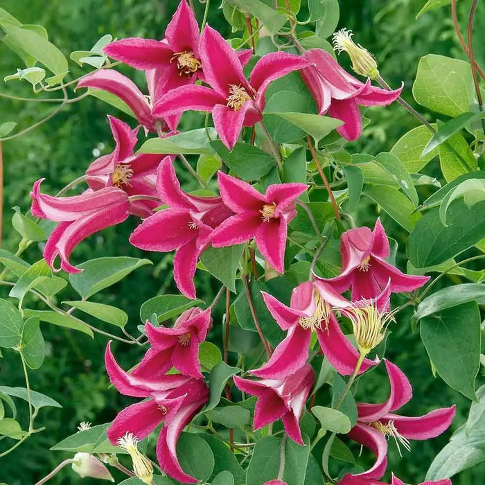 Clematis  Princess Diana (2.5' POT Starter Plant) Perennial vine - Caribbean garden seed