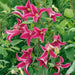 Clematis  Princess Diana (2.5' POT Starter Plant) Perennial vine - Caribbean garden seed