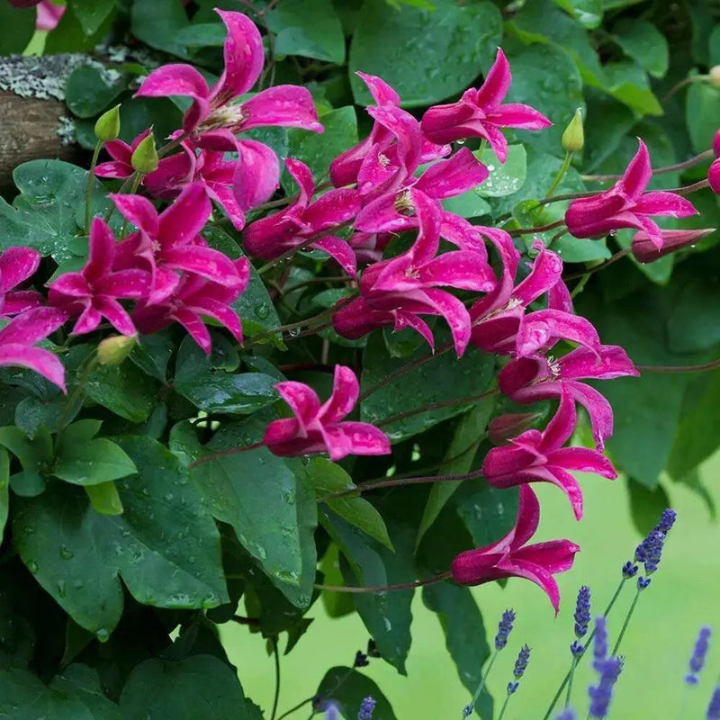 Clematis  Princess Diana (2.5' POT Starter Plant) Perennial vine - Caribbean garden seed