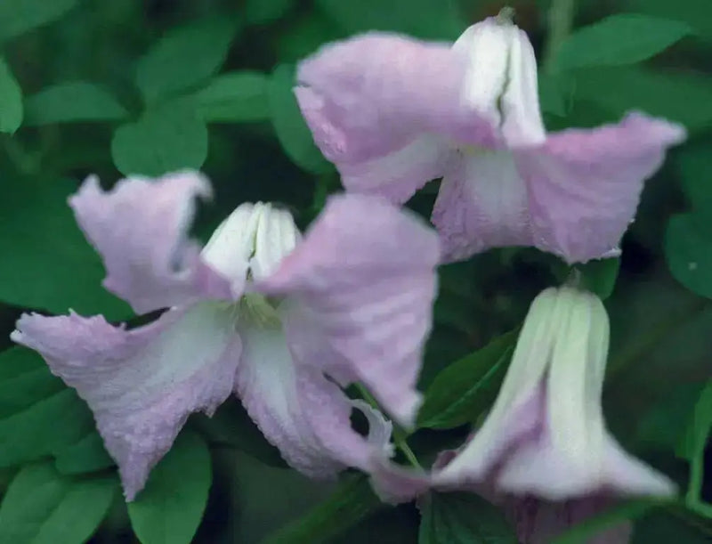 Clematis  Betty Corning (2.5' POT starter plant) Perennial vine - Caribbean garden seed