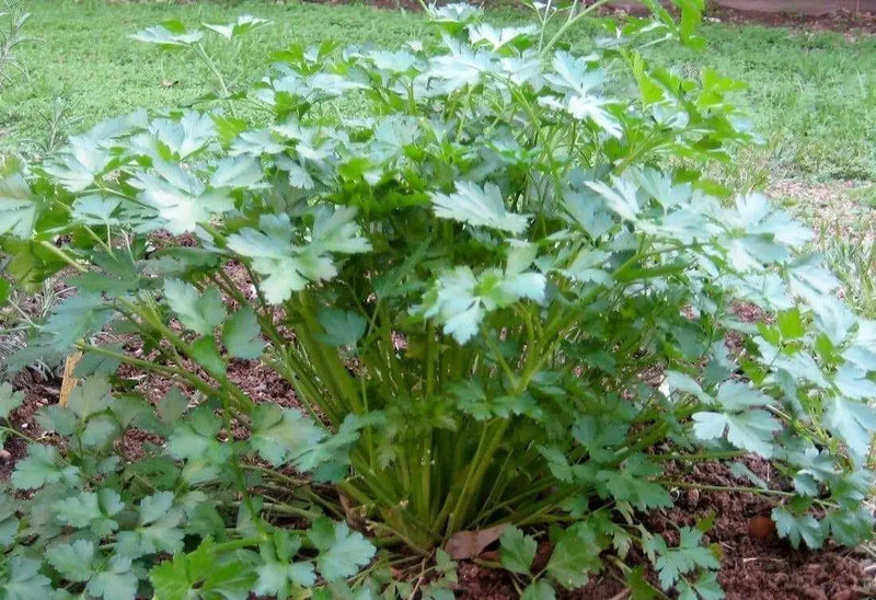 Cilantro Seeds (Coriander) Slow-Bolting Herb - Caribbean garden seed