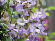 Clematis  Betty Corning (2.5' POT starter plant) Perennial vine - Caribbean garden seed
