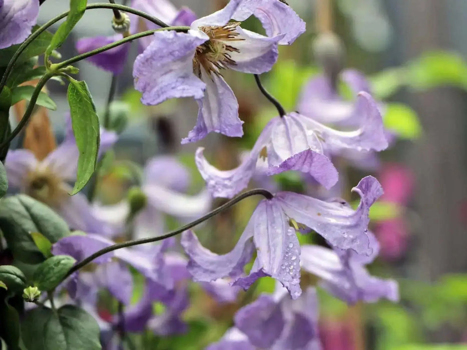 Clematis  Betty Corning (2.5' POT starter plant) Perennial vine - Caribbean garden seed