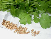 Cilantro Seeds (Coriander) Slow-Bolting Herb - Caribbean garden seed
