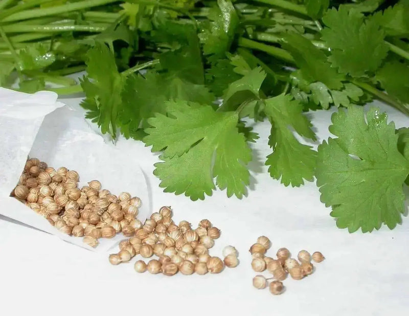 Cilantro Seeds (Coriander) Slow-Bolting Herb - Caribbean garden seed
