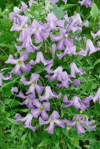 Clematis  Betty Corning (2.5' POT starter plant) Perennial vine - Caribbean garden seed