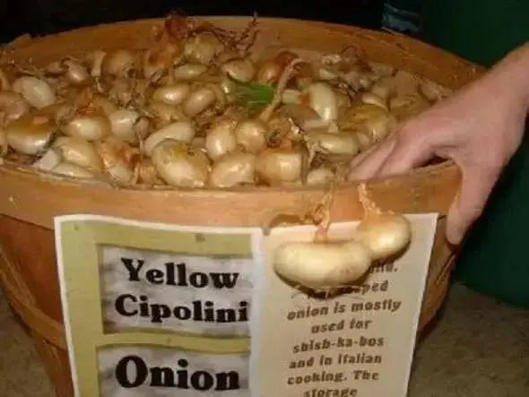 Cipollini Yellow Onion Sets ( Bulbs) Italian heirloom annual vegetable - Caribbean garden seed