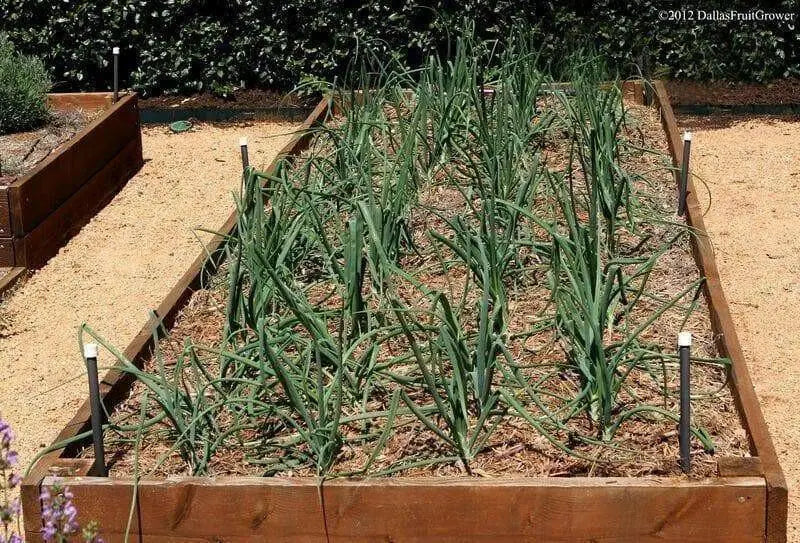 Cipollini Yellow Onion Sets ( Bulbs) Italian heirloom annual vegetable - Caribbean garden seed