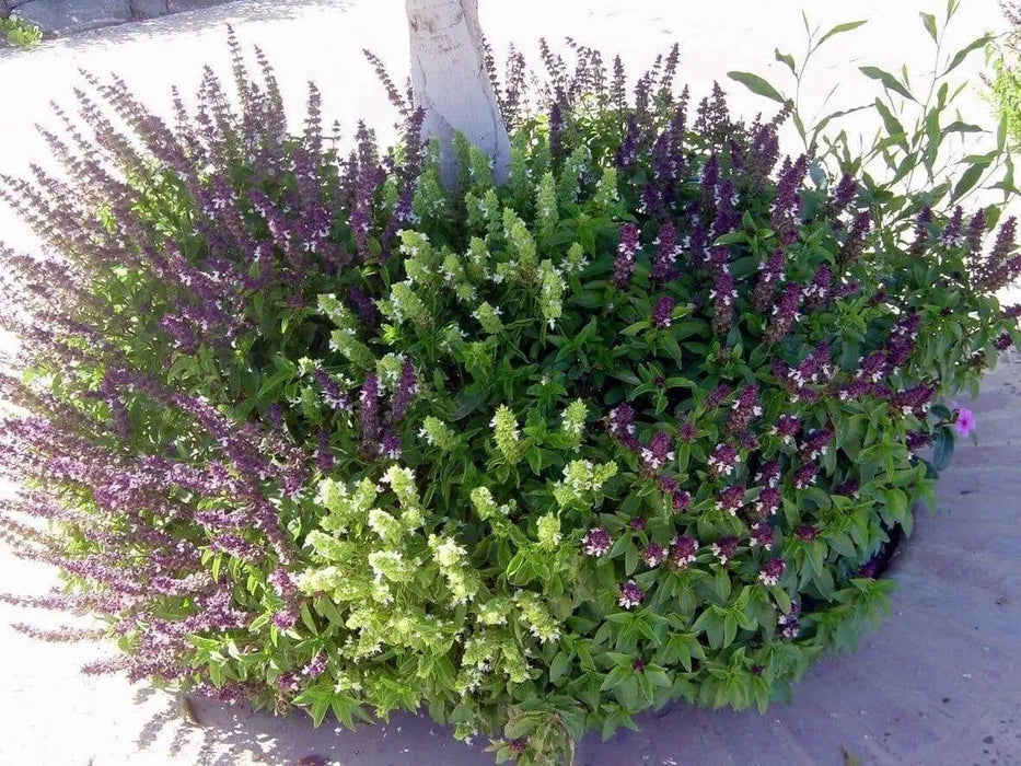 Cinnamon Basil Seeds - Caribbean garden seed